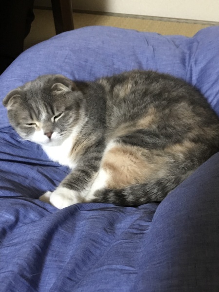 スコティッシュ可愛がってくれる方を探しています。 サムネイル6