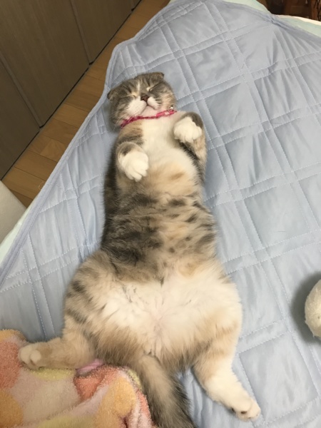 スコティッシュ可愛がってくれる方を探しています。 サムネイル7