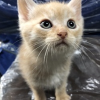 茶瑋(チャイくん)