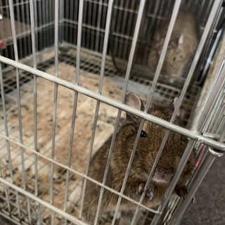 デグー2匹の里親募集