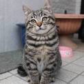 2ヶ月 毛がふわふわな虎太郎くん