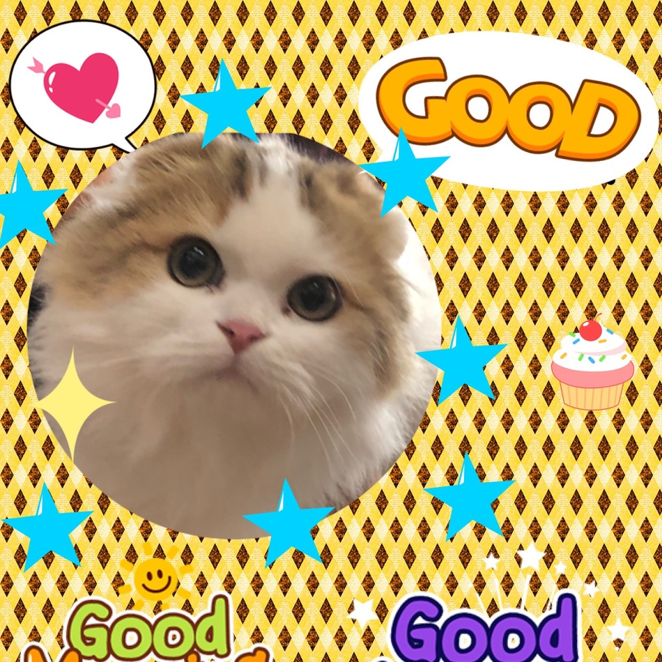 オスカー君のカバー写真