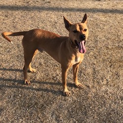 犬猫譲渡会 サムネイル2