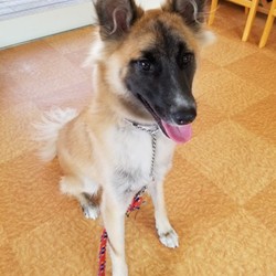 犬猫譲渡会
