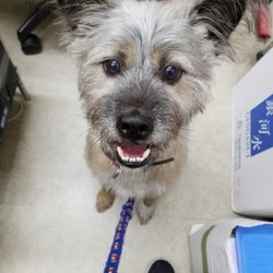 犬猫譲渡会 サムネイル3