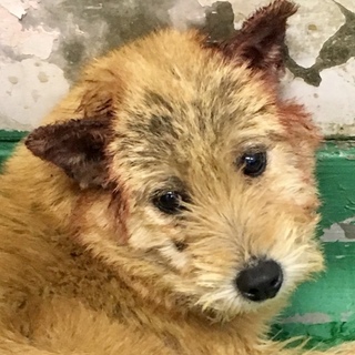 テリアミックス子犬♀皮膚疾患あり