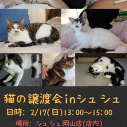 猫さんの譲渡会inシュシュ岡山店