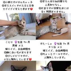 猫さんの譲渡会inシュシュ岡山店 サムネイル3