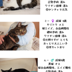 猫さんの譲渡会inシュシュ岡山店 サムネイル2
