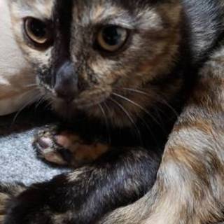 生後三ヶ月の子猫