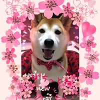 さくら