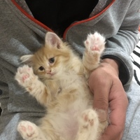 ぎん