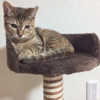 人慣れ修行中　強気な美猫　みく