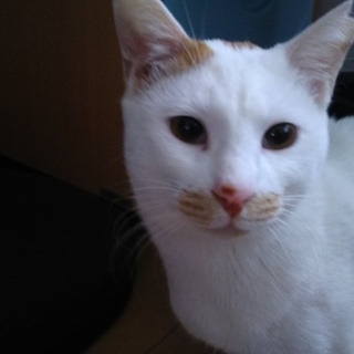 抱っこ大好きの男の子　みるく