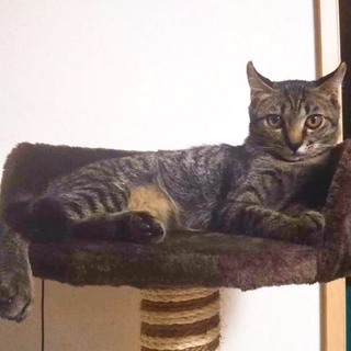 カールお耳の女の子　さんぼ