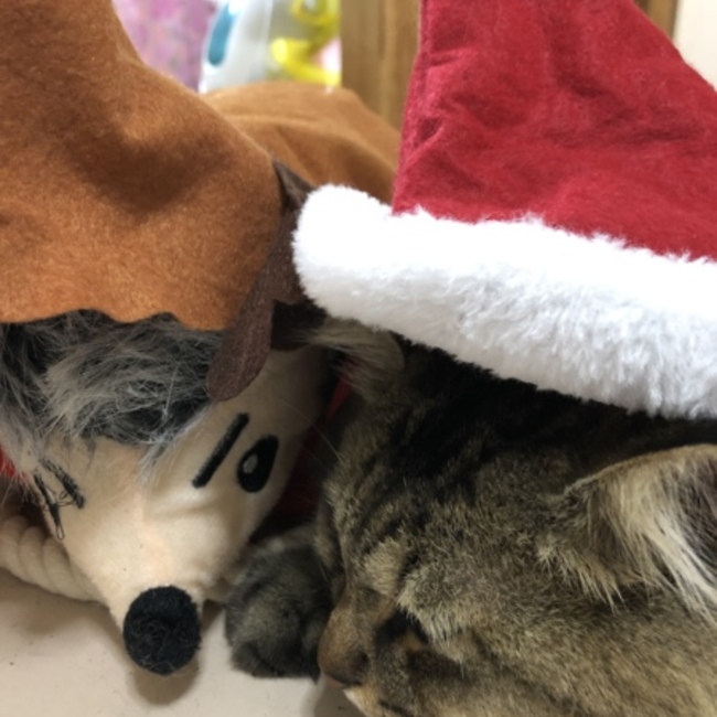 TAKA_COCOのカバー写真