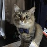 でっかちくん