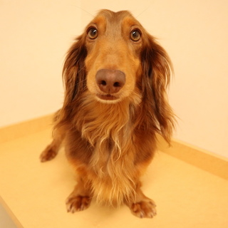 きらちゃん♂　推定5才