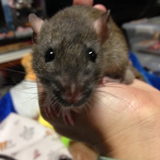 ファンシーラット♂