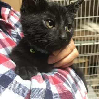 こぐまのような黒猫、おっとりセンくん。
