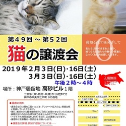 猫の譲渡会in神戸三宮 ¨ 猫のミーナ ¨