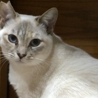 猫好きな穏やかな子