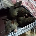 12月生まれファンシーラット・アグーチ♂1♀3匹♪