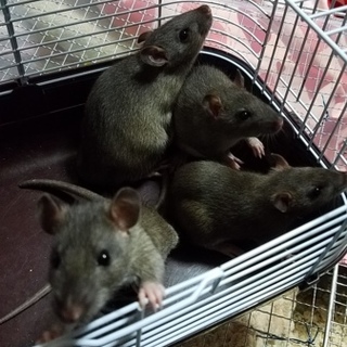 12月生まれファンシーラット・アグーチ♂1♀3匹♪