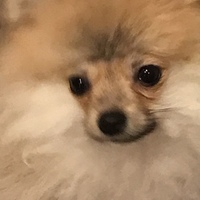ぽんず
