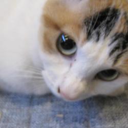 青梅の里山で癒しの里親会