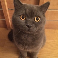 あずき