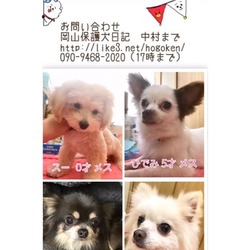 里親会＆あしながマルシェ サムネイル2