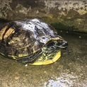 カメの里親募集