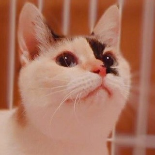 トライアル決定いたしました。