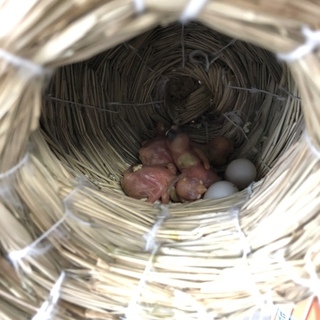手乗り桜文鳥1歳オス、手乗り桜文鳥ヒナ3羽