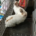 ネザーとロップの赤ちゃん