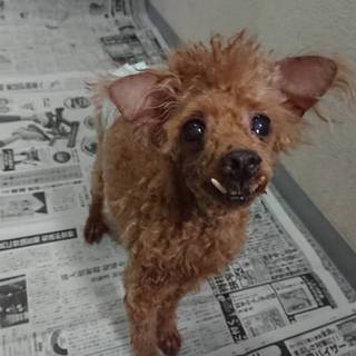 ディエゴ ちょっぴりビビ 東京都 犬の里親募集 ペットのおうち 月間利用者150万人