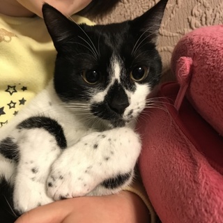 里親様急募！もうすぐ1歳のオス猫。