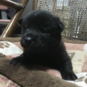 1/2生まれ子犬 黒色 里親募集！
