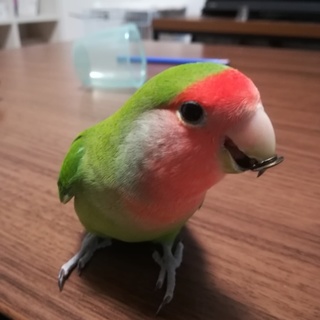 コザクラインコの里親募集