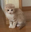 生後3ヶ月の子猫