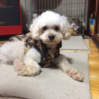 人馴れ抜群！！　抱っこ大好きな甘えん坊さん♪♪