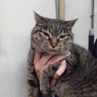 【助けて下さい❗️】人懐っこい猫ちゃんです。