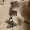 ぱぱぱる さん