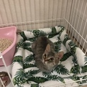 ラパーマ  5歳  ママ引退猫ちゃん