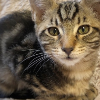 お茶目で甘えん坊♡グレー系アメショ柄のアルバくん