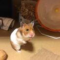ハムスター 里親募集中