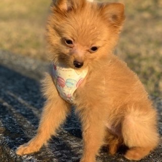 ポメラニアンのポロくん