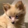 ポメラニアンのポロくん サムネイル2