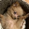 ポメラニアンのポロくん サムネイル3